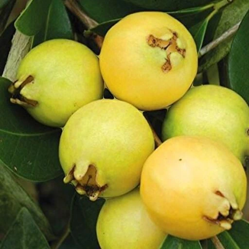 خرید و قیمت بذر گواوا زرد (یک عدد)کد36 | ترب