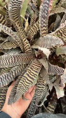 تصویر کریپتانتوس پوست ماری سایز متوسط