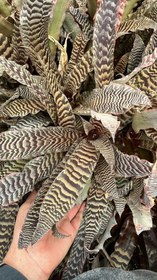 تصویر کریپتانتوس پوست ماری سایز متوسط