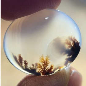 تصویر شجر قائن خاص زیبا 