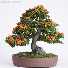 تصویر 7عدد بذر بونسای "orange pyracantha bonsai" 