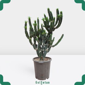 تصویر افوربیا اینگنس کلکسیونی کد GS02 