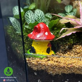 تصویر تراریوم طرح مینی دل آرا 