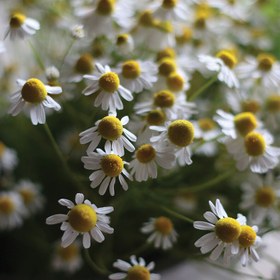 تصویر بابونه شیرازی سرگل 