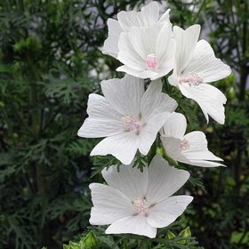 تصویر مشک سفید (مشک گیاهی) 