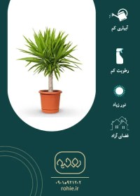 تصویر یوکا - گـلـفـروشی آنـلایـن روحـیـه 