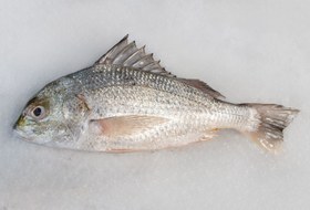 تصویر ماهی سنگسر 