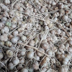 تصویر اسپند دونه/(100 گرم) 