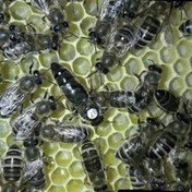 تصویر فروش کندو 3قاب ملکه لاین کارنیکا وارداتی 