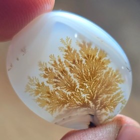 تصویر شجر قائن قواره دار. 