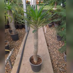 تصویر نخل ماداگاسکار بزرگ با ارتفاع ۱۰۰ سانتی‌متر 