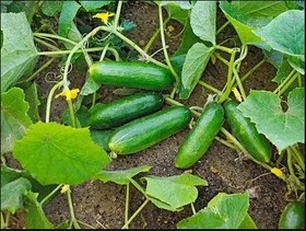 تصویر خیار بوته‌ای تازه ۱۰ کیلوگرم 