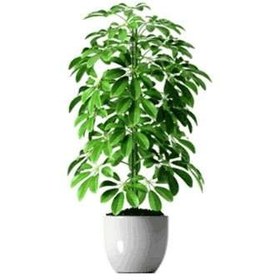 تصویر گیاه شفلرا 