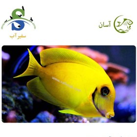 تصویر ماهی جراح میمیک 