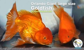 تصویر ماهی جفت گلدفیش اوراندا جاینت رد بزرگ Goldfish Oranda Giant Red