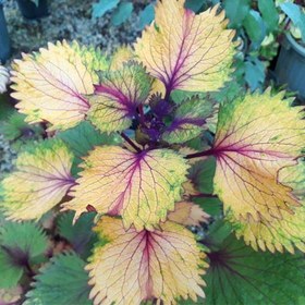 تصویر بذر حسن یوسف Henna Coleus Henna