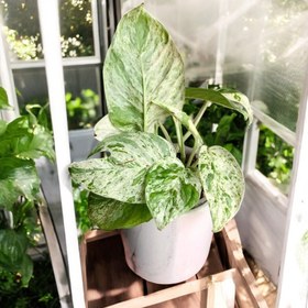 تصویر گل ولنتاین 