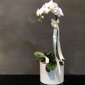 تصویر گل ارکیده تک شاخه گل ارکیده تک شاخه