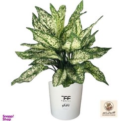 تصویر گل طبیعی آگلونما برفی تافکو کد 2025 | کد: ZNB-EBT 