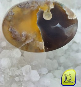 تصویر نگین شجر دریایی 