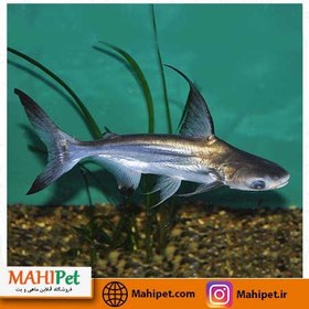 تصویر ماهی پنگوسی باله بلند سایز ۱۲-۱۳ سانت 