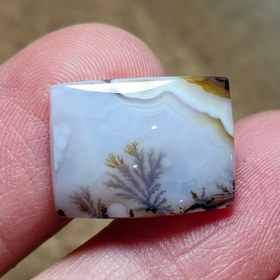 تصویر شجر قائن 