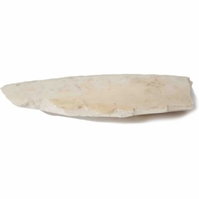 تصویر کف دریا ( سپیداج) - 100 گرم Cuttlefish