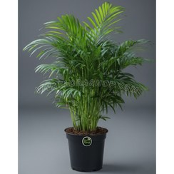 تصویر نخل اریکا با گلدان پلاستیکی 