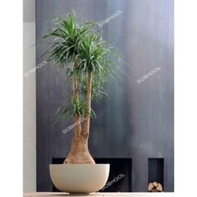 تصویر بونسای لیندا L14 