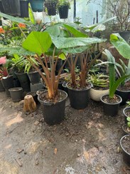 تصویر گیاه بابا آدم تنه قرمز دو بوته ای 