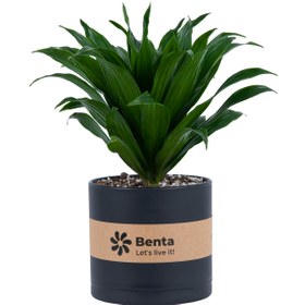 تصویر دراسنا کامپکت Dracaena Compacta 