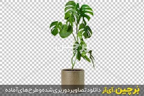 تصویر عکس لایه باز گل برگ انجیری در گلدان سرامیکی 