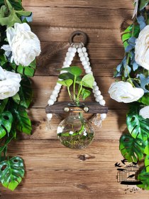 تصویر گیاه پتوس سلنا 