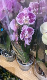 تصویر گلدان ارکیده بنفش چیتی 