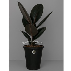 تصویر گیاه فیکوس بلک با گلدان پلاستیکی 