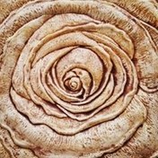 تصویر نمای گل رز 