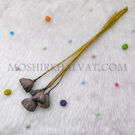 تصویر گل خشک مدل نیلوفر مرداب 