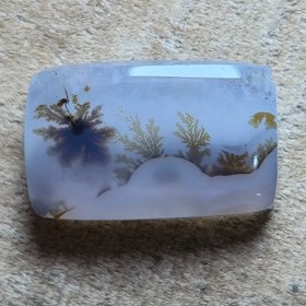 تصویر شجر قائنات 