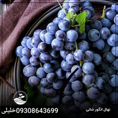 تصویر انگور شانی 