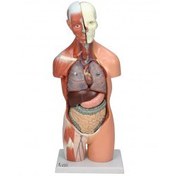 تصویر مولاژ نیم‌تنه انسان ۱/۲ اندازه طبیعی ۱۴۰۰۴ 