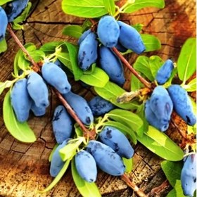 تصویر نهال هانی بری Honeyberry plant