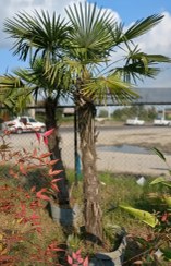 تصویر پالم لاتانیا 