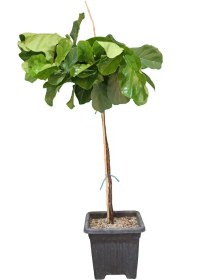 تصویر فیکوس لیراتا 