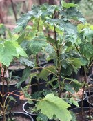 تصویر نهال افرا پلت ارتفاع نیم تا یک متر گلدانی Acre velutinum seedlings, one to a half meters high, potted