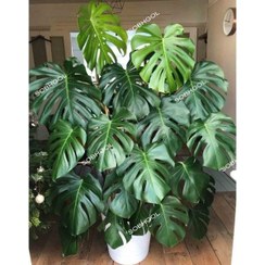 تصویر برگ انجیری مونسترا با پایه چوبی 