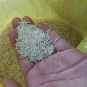 تصویر برنج ایرانی طارم فجر 