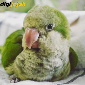 تصویر طوطی راهب 