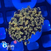 تصویر همر برنچینگ گلد 