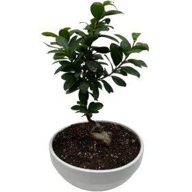 تصویر گلدان بنسای 