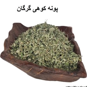 تصویر پونه کوهی گرگان 